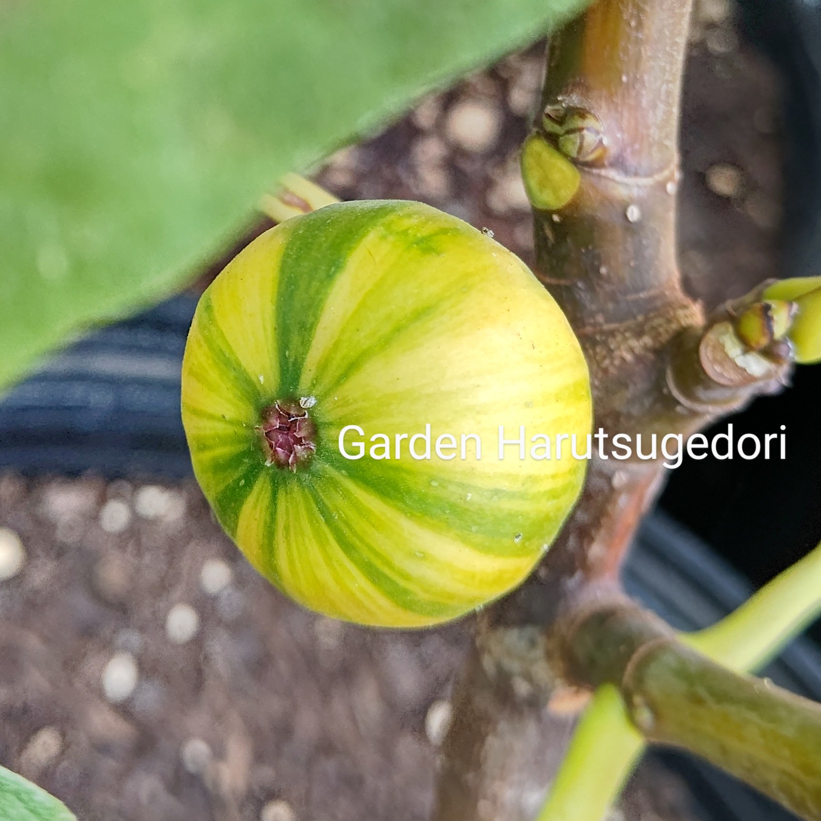 ストライプ系いちじく