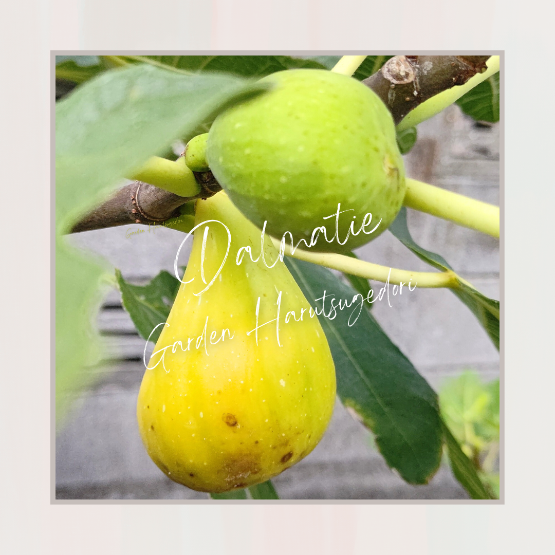 Dalmatie/ダルマティ