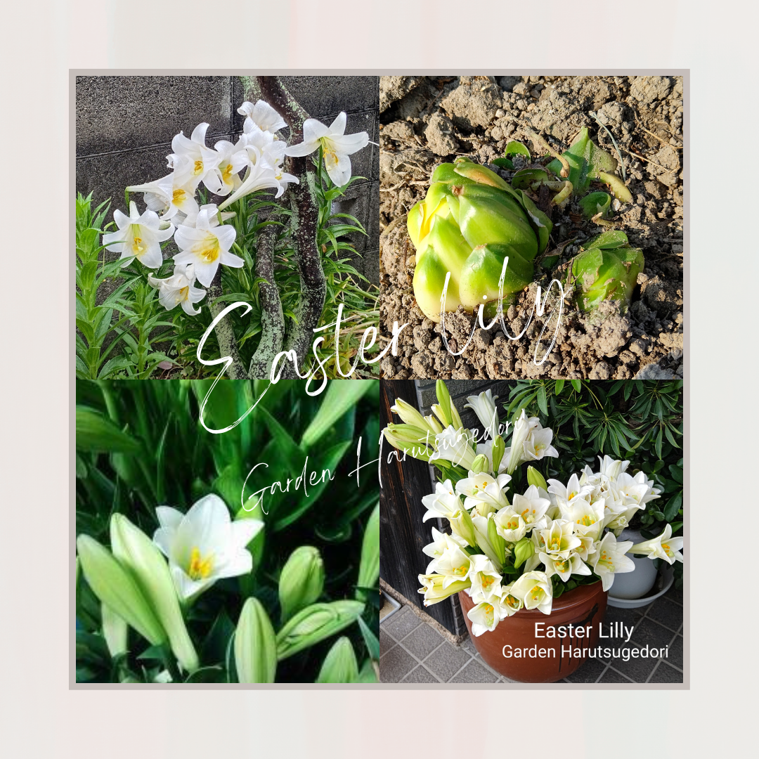 鉄砲百合/Easter Lily