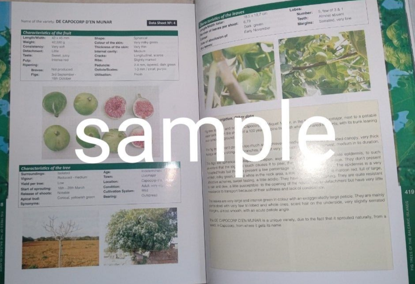 Fig Trees of the Balearic Islands