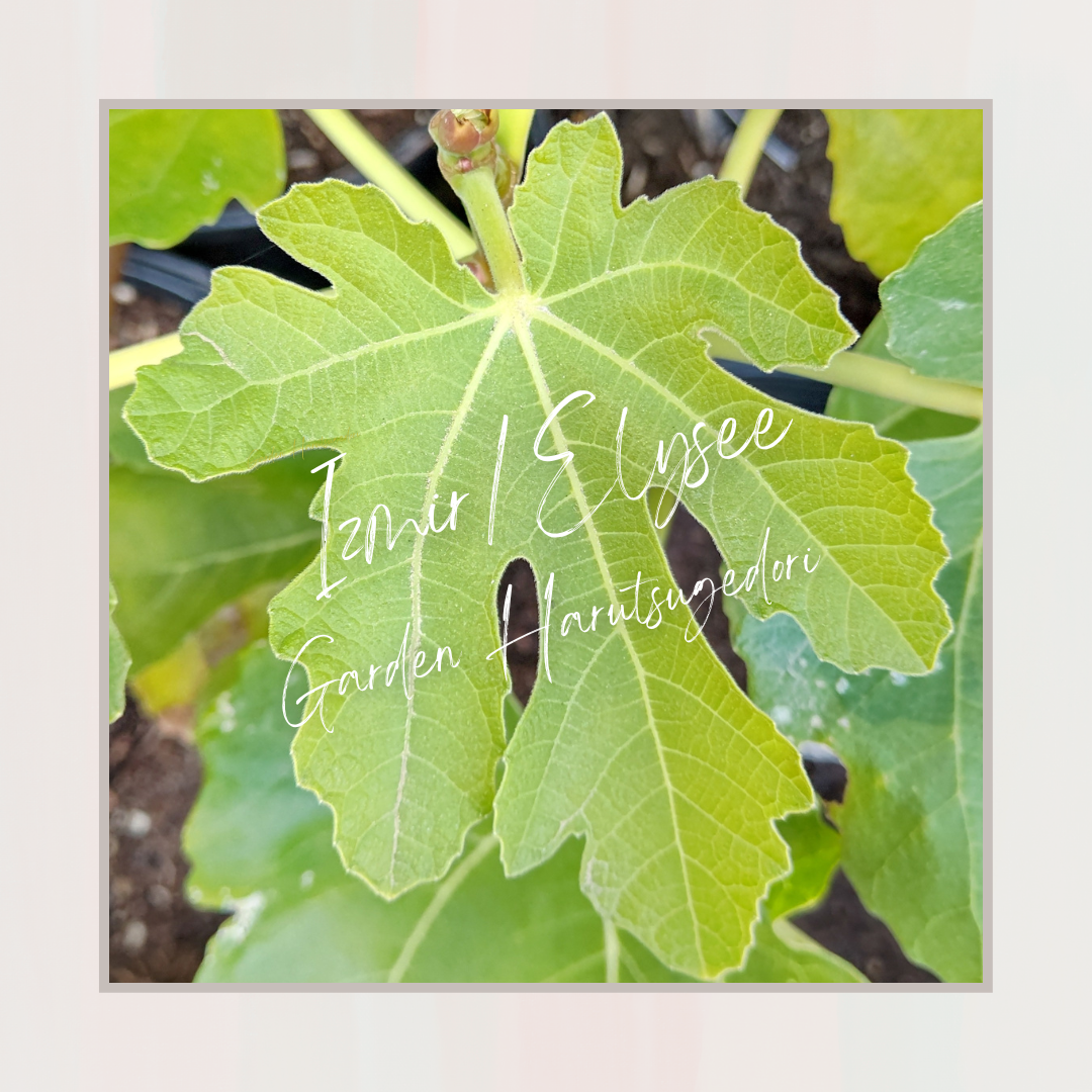 Izmir/Elysee/Tzirkotis