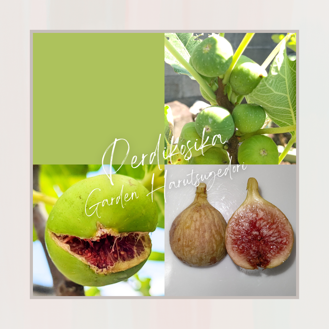 Perdikosika/ペルディコシカ