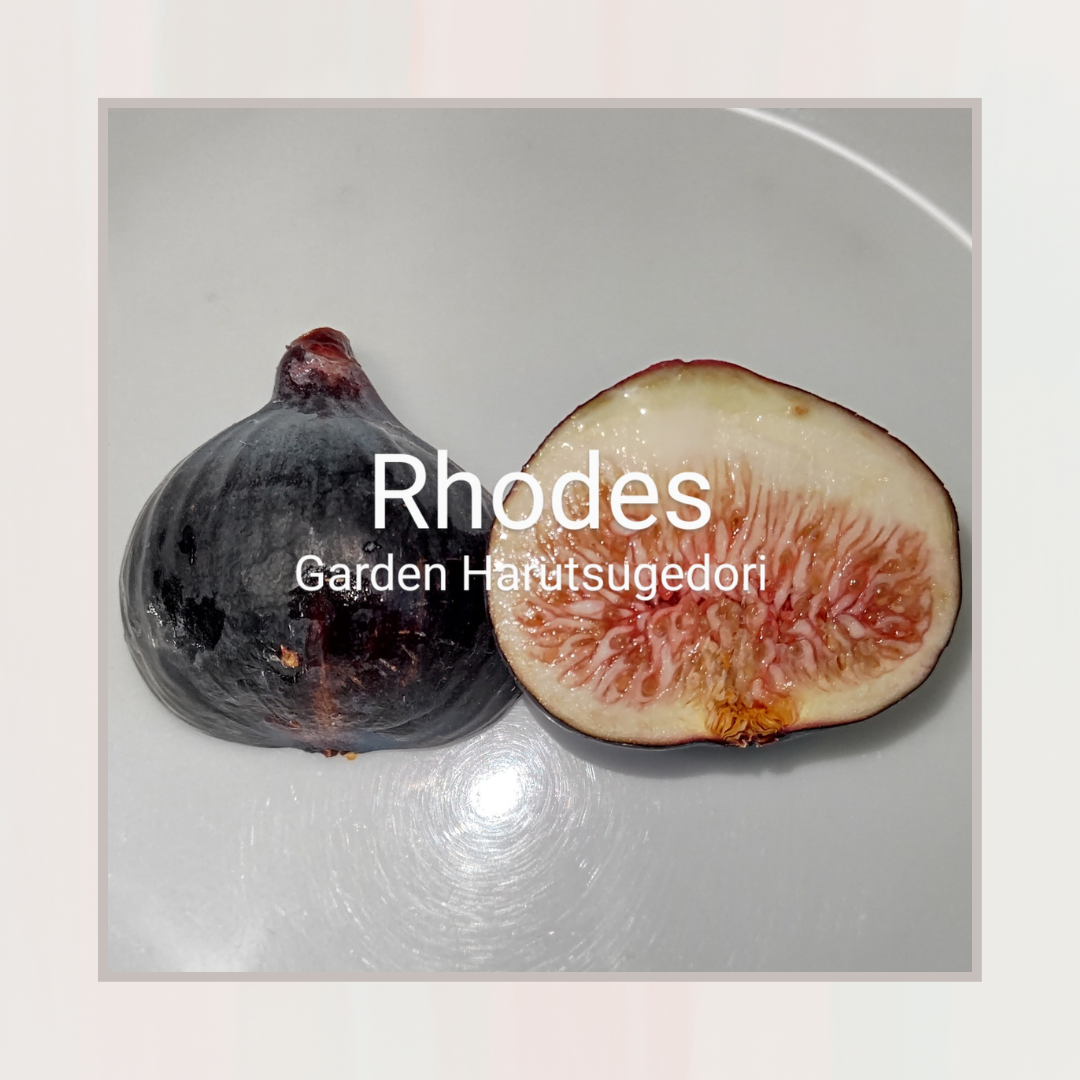 Rhodes/ロードス
